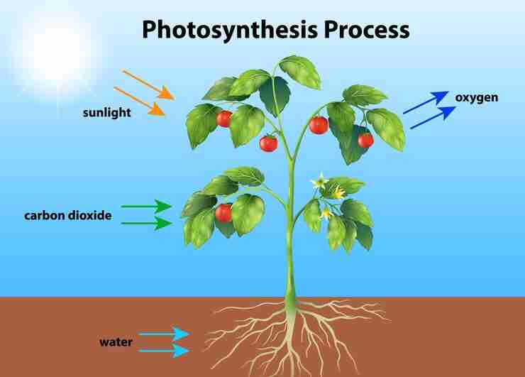 Close-up of green plant leaf showing chlorophyll for photosynthesis