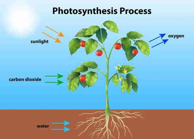 Close-up of green plant leaf showing chlorophyll for photosynthesis