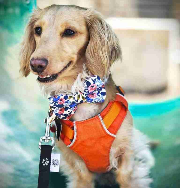 Best Dog-Friendly Restaurants in San Antonio: Great Places to Visit with Your Pup
