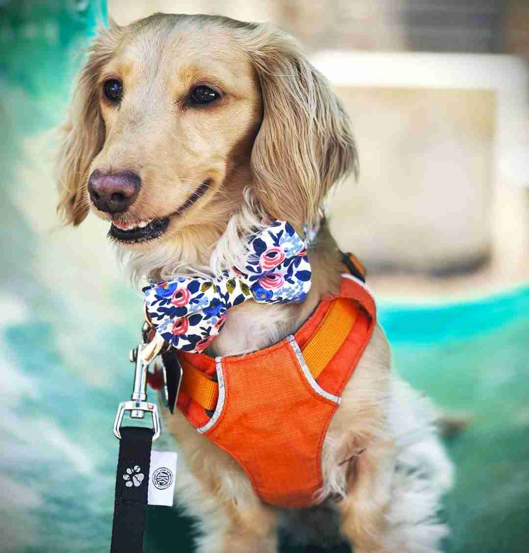 Best Dog-Friendly Restaurants in San Antonio: Great Places to Visit with Your Pup