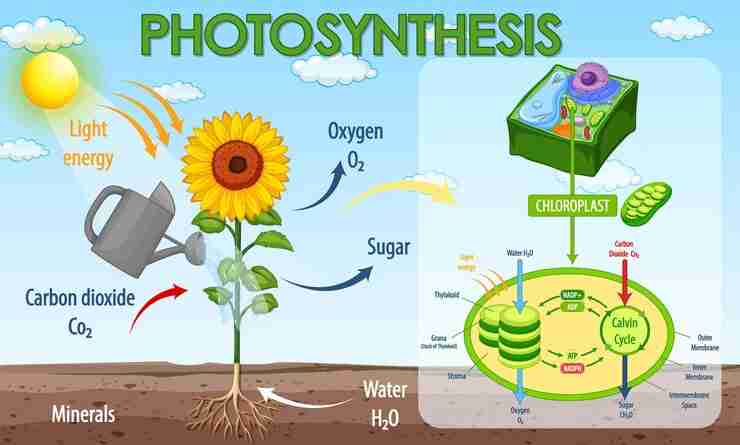 How sunlight, water, carbon dioxide, nutrients, and chlorophyll work together in plants
