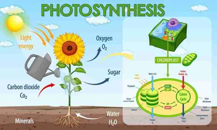 How sunlight, water, carbon dioxide, nutrients, and chlorophyll work together in plants