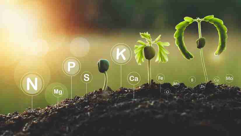 Mineral nutrients in soil for plant food production