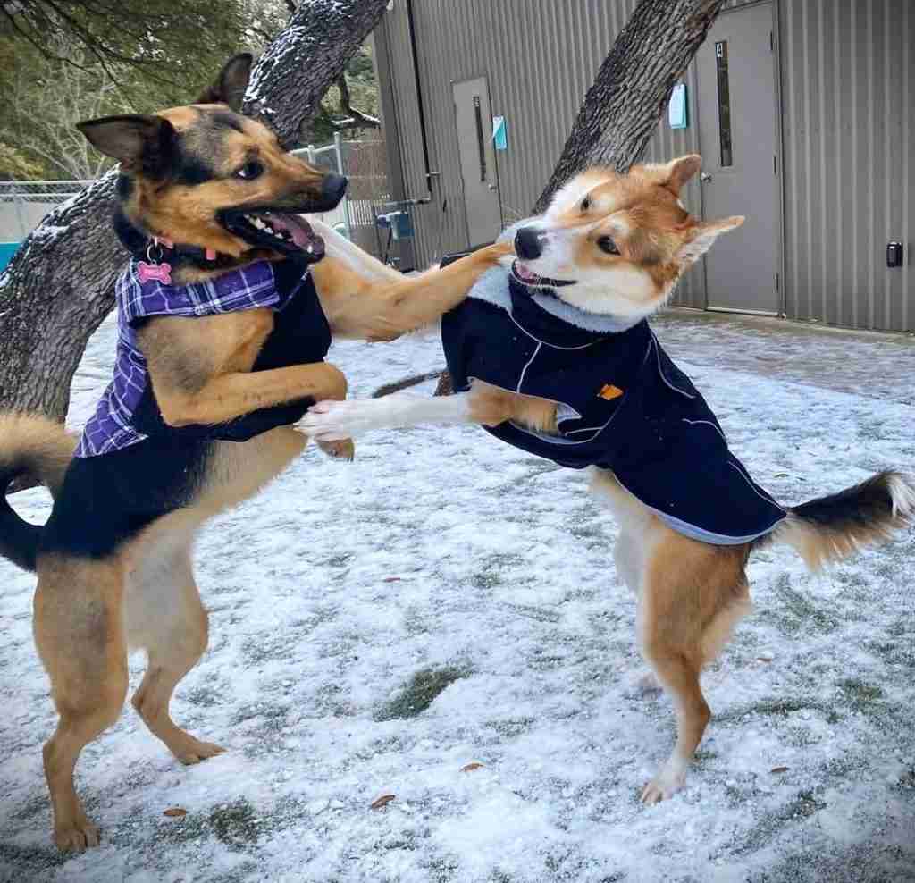 Pups and Pals
