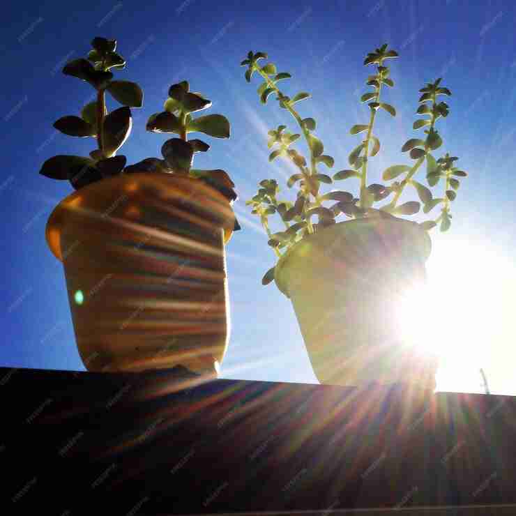 Sunlight shining through leaves, fueling plant growth and energy