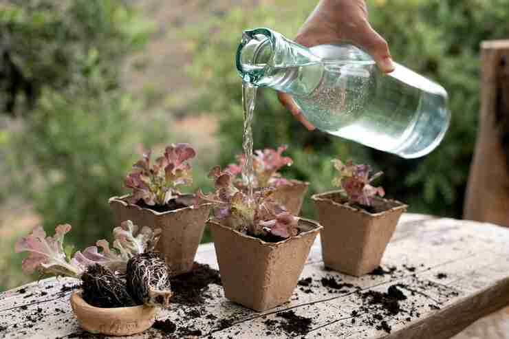 Watering a healthy plant to nourish roots and support growth