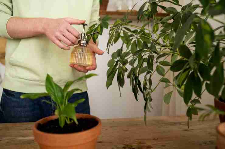 Wilting plant lacking sunlight, water, and nutrients for healthy growth