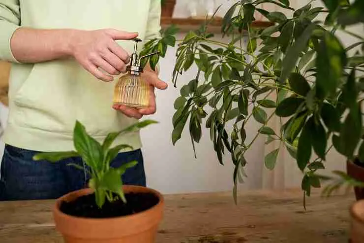 Wilting plant lacking sunlight, water, and nutrients for healthy growth