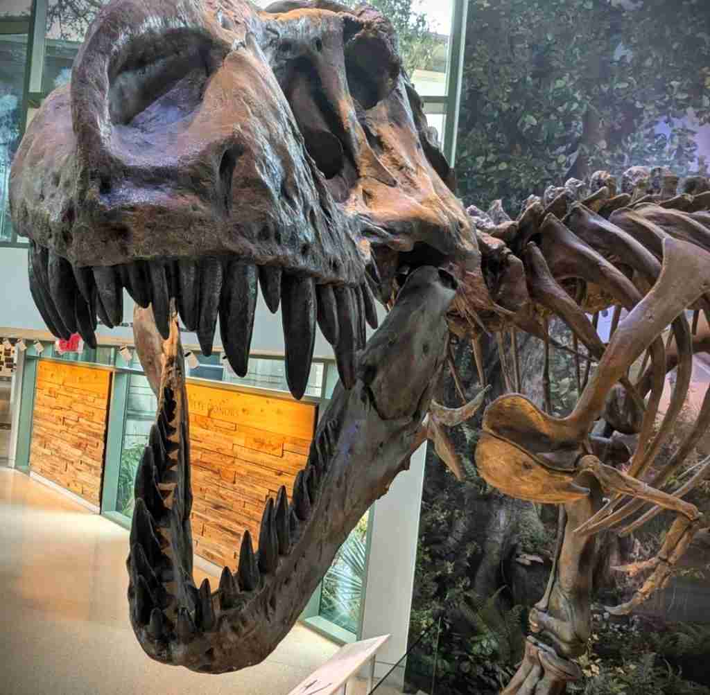 Go To The Witte Museum