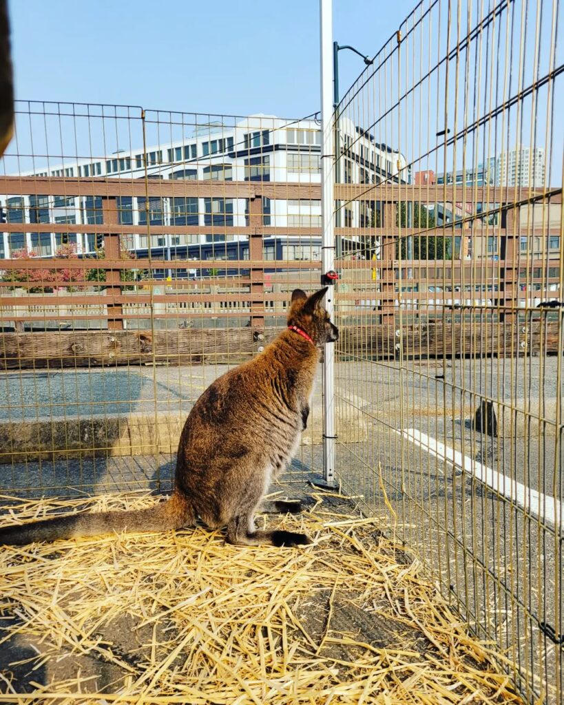 Animal Encounters and Learning