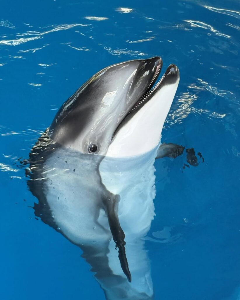Magical Marine Life Shows
